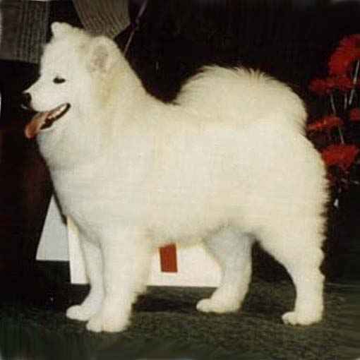 Polar Mist Lavender Blue