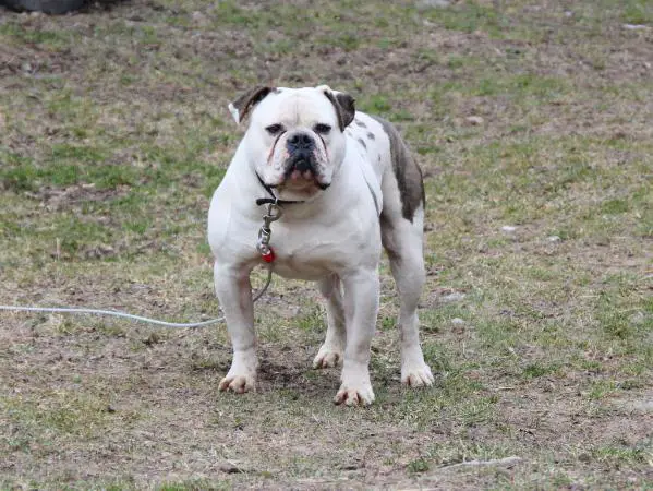 Steel Curtain's Bouncer