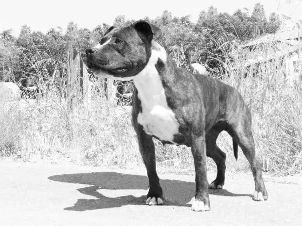 Sola Dils Viper For Roby