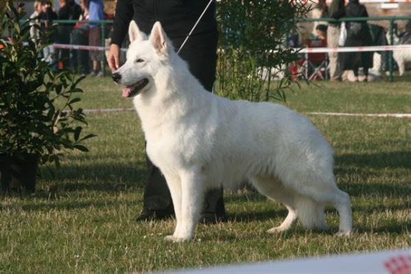 BOB,BUNDESSIEGER Joyner Boss vom Sutumer Grund