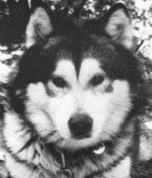 CH Kotzebue Kanuck of Chinook