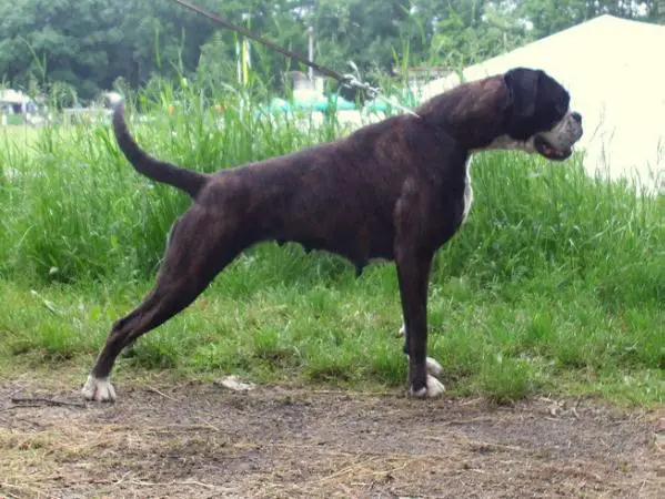 Nelly von Zogobox