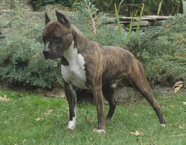 De Paco XZ Game Keeper