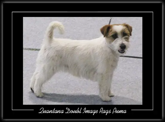 Quantana Double Image Rags Puma