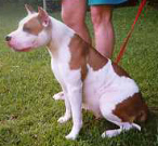 FFF Bricket Wait N See