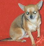 MISTY MEADOW'S SAINT N SINNER