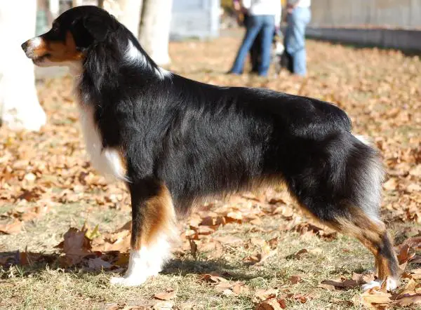 Trilogy's Inspector Gadget