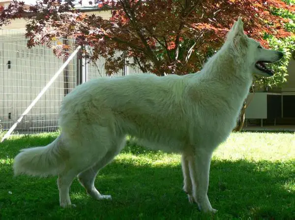 YCH. SAN MARINO Buffy di casa Praderio