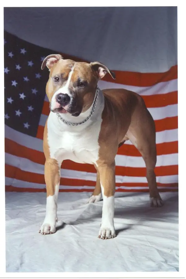 CH Parastone's Major Lazybones