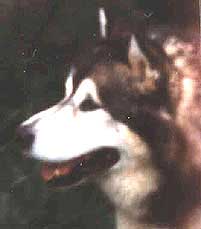Shamanrock's Shaman of Yukon