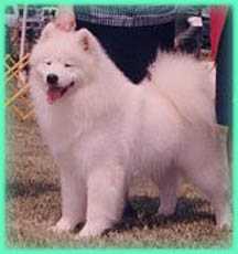 BISS, AM. CH. Moonsong's Quintsns O'Whytewynd