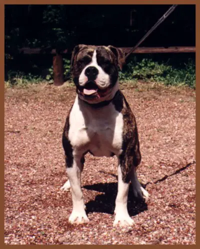 Wishbone's Tod Junior