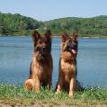 wolfebergk9