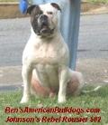 Bens AmericanBulldogs